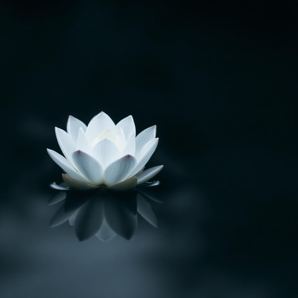 Fleur de lotus blanche flottant sur une eau sombre et paisible